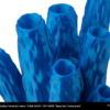 CPE_HG100_Deep_Sea_Transparent_Trilab_Plastic_Reef_Tube_Sponge_Generator_1