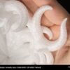 CPE HG100 750g Natural - FILLAMENTUM