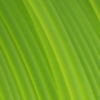 PCTG 10M (AMOSTRA) Light Green Transparent - Fiberlogy